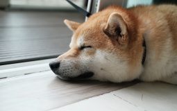 How to Get Free Doge in 2023?